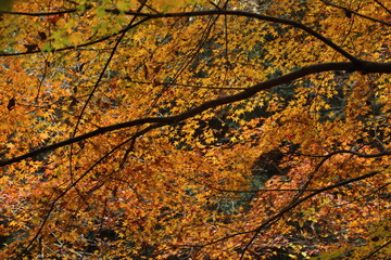 紅葉・秋イメージ