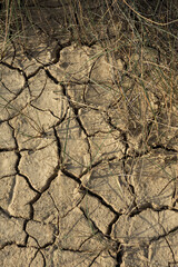 Detail of cracked earth with vegetation, in the Bardenas Reales, Navarra, Spain, in portrait