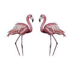 flamingos. Watercolor illustration. Birds are hand-drawn.