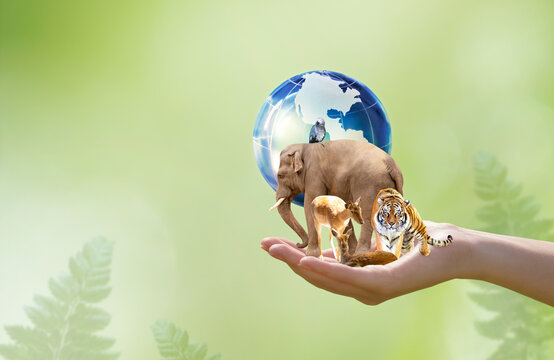 Earth Day or World Wildlife Day concept. Save our planet and animals, protect nature reserve, protection of endangered species, biological diversity. Elephant, tiger, deer, parrot and globe in hand.