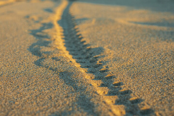There is a trail of bicycle tire tread on the sand. The golden color of the sand during sunset. Close-up, selective focus.