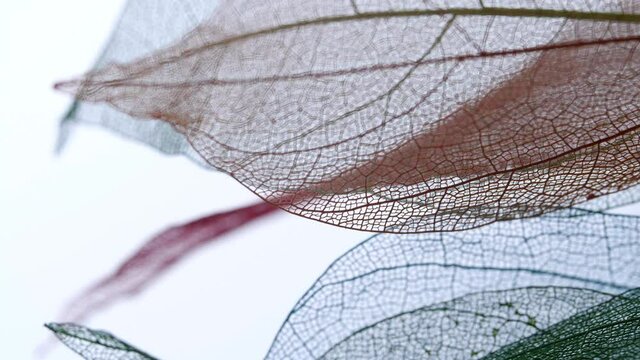 Background from skeleton tree leaf close up.