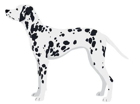 The Dalmatian Dog Colored Vector Illustration
