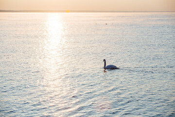 Swans float in calm water. Swans in winter