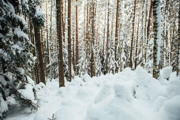 Bright winter day. Snowy day in the woods, the trees are old and tall