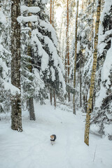 portuguese podengo. A small dog runs through a snowy forest on a sunny winter day. The dog is wearing a winter coat