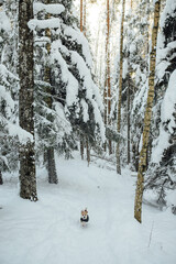 portuguese podengo. A small dog runs through a snowy forest on a sunny winter day. The dog is wearing a winter coat