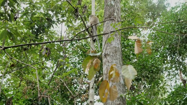 A following shot of a Macaque monkey climb a tree in reel wild jungle of Borneo in Malaysia