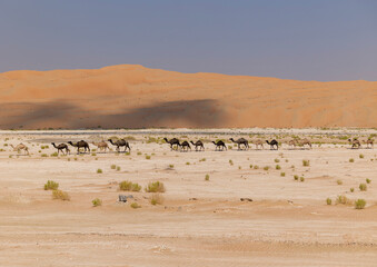 Line of camels roaming in the arabian desert Empty Quarter (Rub' al Khali) in Abu Dhabi. United Arab Emirates