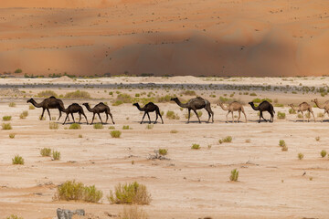 Line of camels roaming in the arabian desert Empty Quarter (Rub' al Khali) in Abu Dhabi. United...