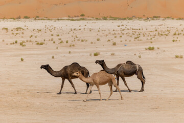 Line of camels roaming in the arabian desert Empty Quarter (Rub' al Khali) in Abu Dhabi. United...