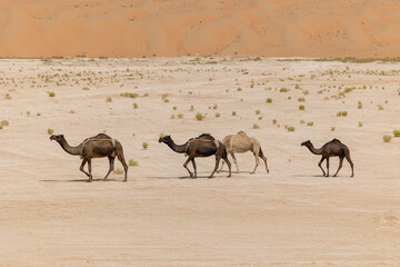 Line of camels roaming in the arabian desert Empty Quarter (Rub' al Khali) in Abu Dhabi. United Arab Emirates