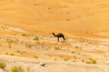 Black camel roaming in the arabian desert Empty Quarter (Rub' al Khali) in Abu Dhabi. United Arab...