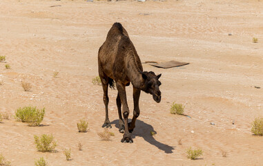 Black camel roaming in the arabian desert Empty Quarter (Rub' al Khali) in Abu Dhabi. United Arab Emirates