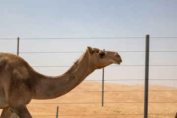 Close up of camels roaming in the arabian desert Empty Quarter (Rub' al Khali) in Abu Dhabi. United...