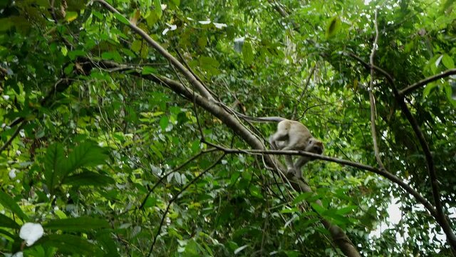 A Macaque monkey climbing and jump to a tree in wild rain forest of Borneo in Malaysia