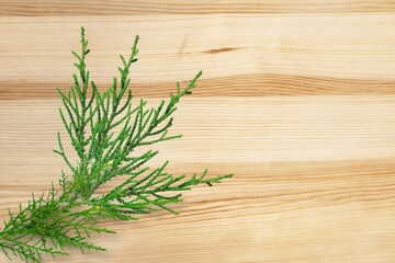 Branch of green thuja. Fresh twig with arborvitae leaves. Beautiful colored.