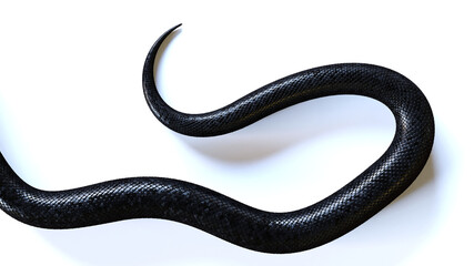 tail of a black snake, isolated on white background - obrazy, fototapety, plakaty