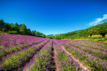Naklejka na ściany i meble Field of Lavender Near the Village of Aurel, Provence, France