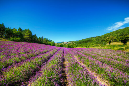 Field of Lavender Near the Village of Aurel, Provence, France