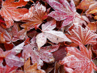 霜に凍るカエデの葉