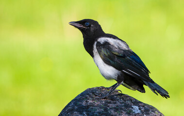 Young Magpie