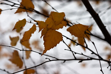 autumn leaves on a tree