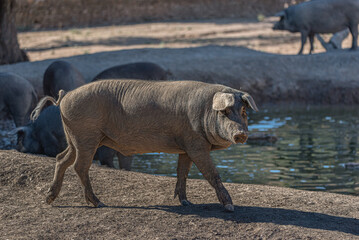 Fototapeta premium Spanish pig walking in the countryside