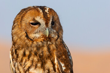 Tawny owl, Strix Aluco at a birds of prey show in the Arabian desert, Abu Dhabi