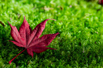 red maple leaf