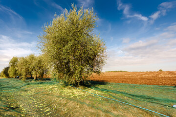 Raccolta Olive 