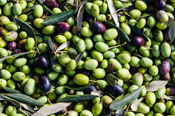 Raccolta Olive 
