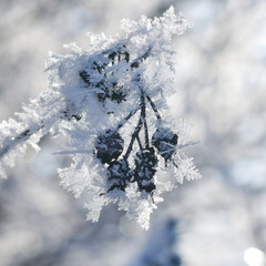 snow covered branches