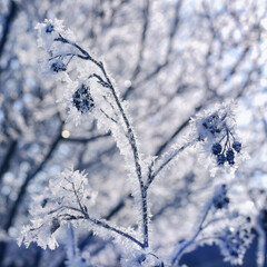 branches covered with snow