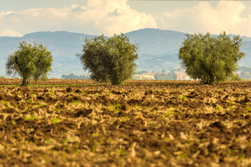 Obraz premium Raccolta Olive 