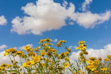 View from bottom of a many yellow chrysanthemum coronarium to blue sky background