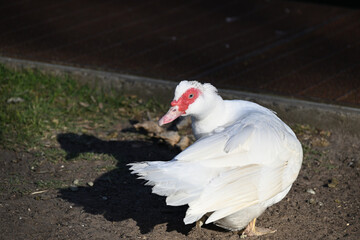 White Muscovy duck turning its head to look over its shoulder, as it stands on a patch of dirt