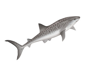 requin tigre ,  poisson, mer, animal, vecteur, océan,  dangereux, blanc, isolé, sous-marin, bleu, dauphin, illustration, ailette, eau, prédateur, nature, , marin, nage, faune, danger, nager, 