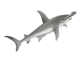 requin marteau ,  poisson, mer, animal, vecteur, océan,  dangereux, blanc, isolé, sous-marin, bleu, dauphin, illustration, ailette, eau, prédateur, nature, , marin, nage, faune, danger, nager, 