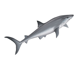 requin bouledogue ,  poisson, mer, animal, vecteur, océan,  dangereux, blanc, isolé, sous-marin, bleu, dauphin, illustration, ailette, eau, prédateur, nature, , marin, nage, faune, danger, nager, 