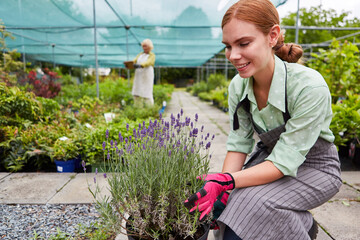 Gardener apprentice cultivating a lavender cultivation