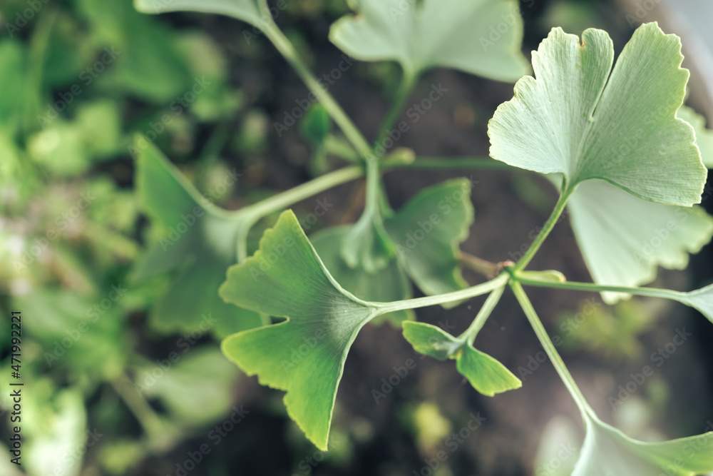 Poster close up of green leaf ginkgo on a ginkgo biloba little tree. macro photography view.