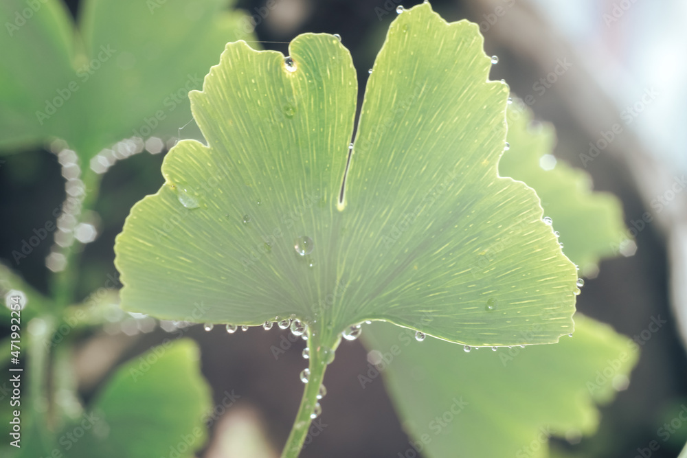 Poster close up of green leaf ginkgo on a ginkgo biloba little tree. macro photography view.