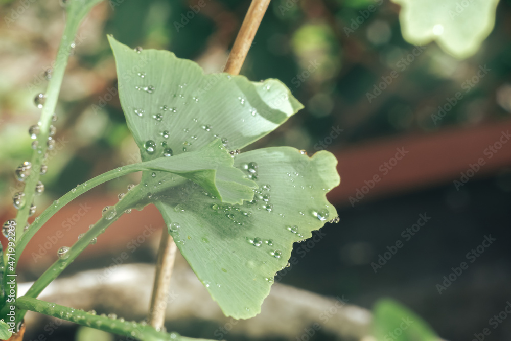 Poster close up of green leaf ginkgo on a ginkgo biloba little tree. macro photography view.