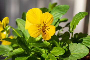 Small bright yellow pansy with green leaves