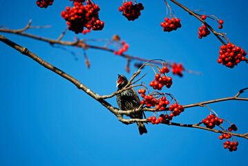 Starlings collecting rowan berries