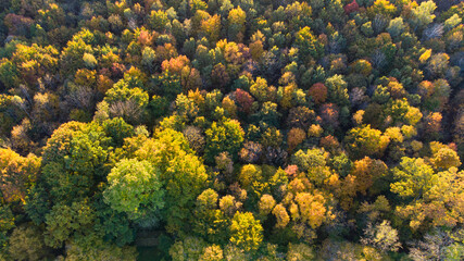 Beautiful colored forest seen from above. Aerial drone footage of German forest in Munich in autumn