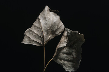 Beautiful faded old one leaf o a black. Minimalism autumn style concept. Background pattern for...