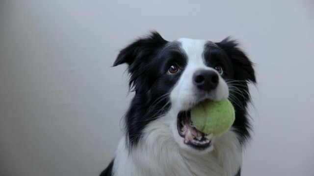 Funny cute puppy dog border collie holding toy ball in mouth isolated on white background. Purebred pet dog with tennis ball wants to playing with owner. Pet activity and animals concept