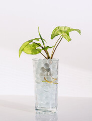 Reproduction of a houseplant syngonium using a hydrogel. Vertical crop. Close up.